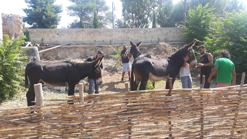 Gli asini di Martina Franca affidati alla cooperativa Casa delle AgricUlture